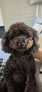Winner David Haley background